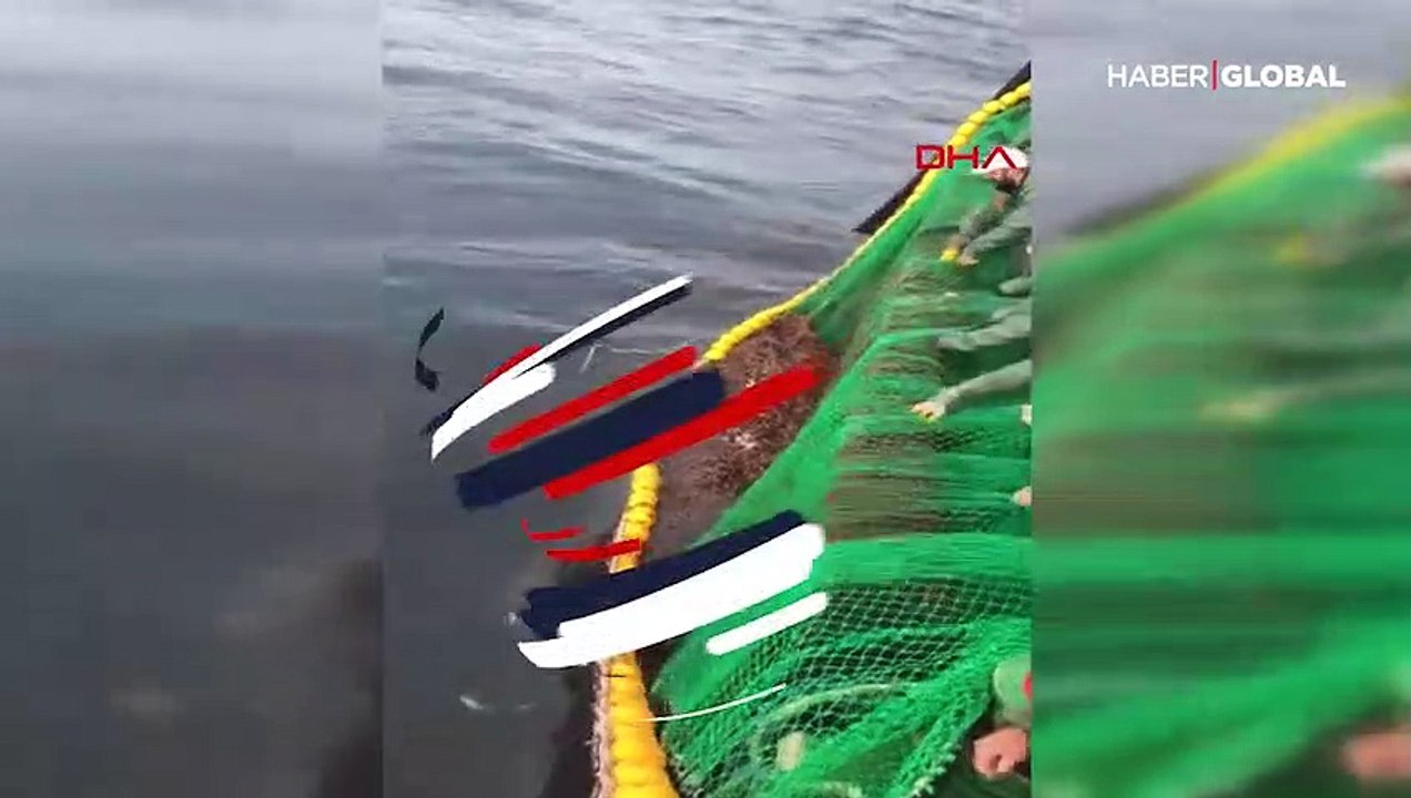 Ağlara takılan deniz kaplumbağasını için seferber oldular