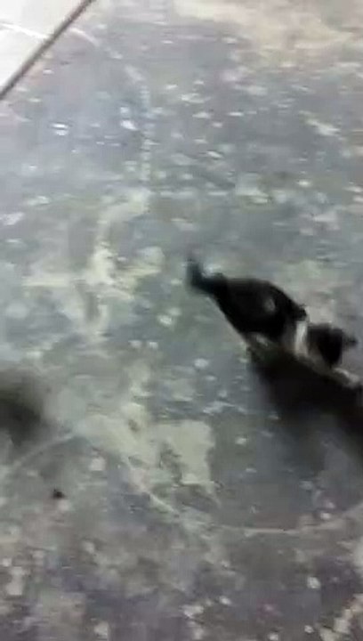 Two Cute Kittens Playing with a ball || Cute Kittens Playing Football I Funny Goals