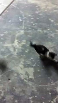 Two Cute Kittens Playing with a ball || Cute Kittens Playing Football I Funny Goals