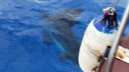Antalya Körfezi’nde ‘ay balığı’ şaşkınlığı