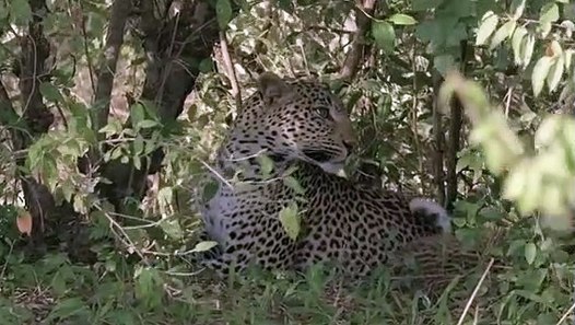Documentales De Animales Salvajes En Español Completos
