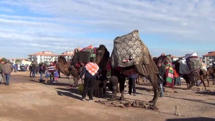 Ayvalık'ta deve güreşi festivali