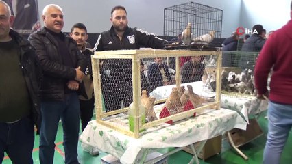 Güvercin Güzellik ve Kostüm Festivali