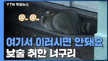 독일 '낮술' 취한 너구리 등장...시민들 관심 집중 / YTN