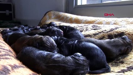 Mersin 'bereket' tek seferde, 16 yavru dünyaya getirdi