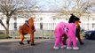 London Pantomime Horse Race sees panto horses race through Greenwich
