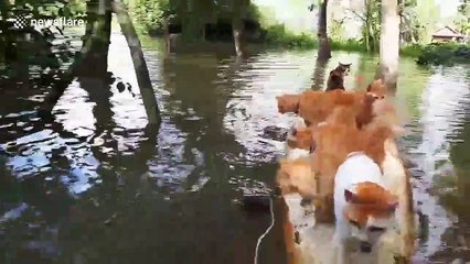 Canal cats ride a surfboard in Thailand