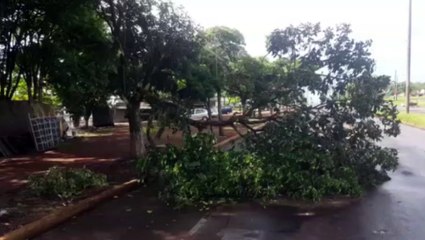 Queda de galho interdita parte da Avenida Piquiri