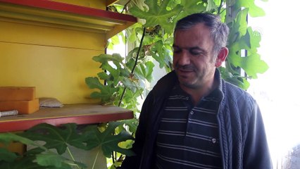 Hırdavatçı dükkanının içinde büyüyen incir ağacı ilgi çekiyor - MUĞLA