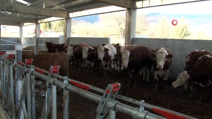 İstanbul'daki işini bırakıp hayvancılık için tesis kurdu, elektrik alamayınca mağdur oldu