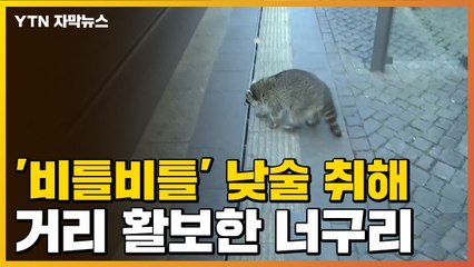 [자막뉴스] '비틀비틀' 낮술 취해 거리 활보한 너구리 / YTN