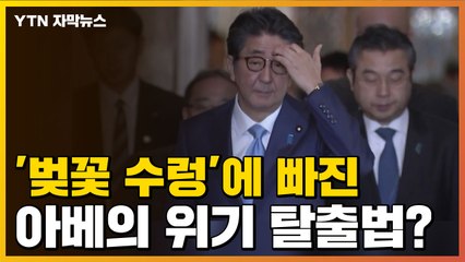 [자막뉴스] '벚꽃 수렁'에 빠진 아베 총리의 위기 탈출법? / YTN
