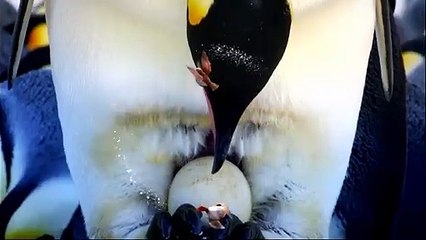 Snow Chick: A Penguin's Tale - Trailer - BBC One Christmas 2015
