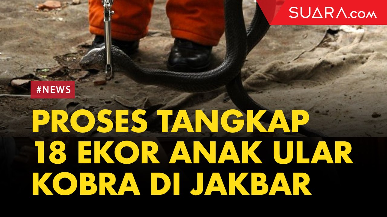 Proses Penangkapan 18 ekor Anak Ular Kobra di Jakarta Barat