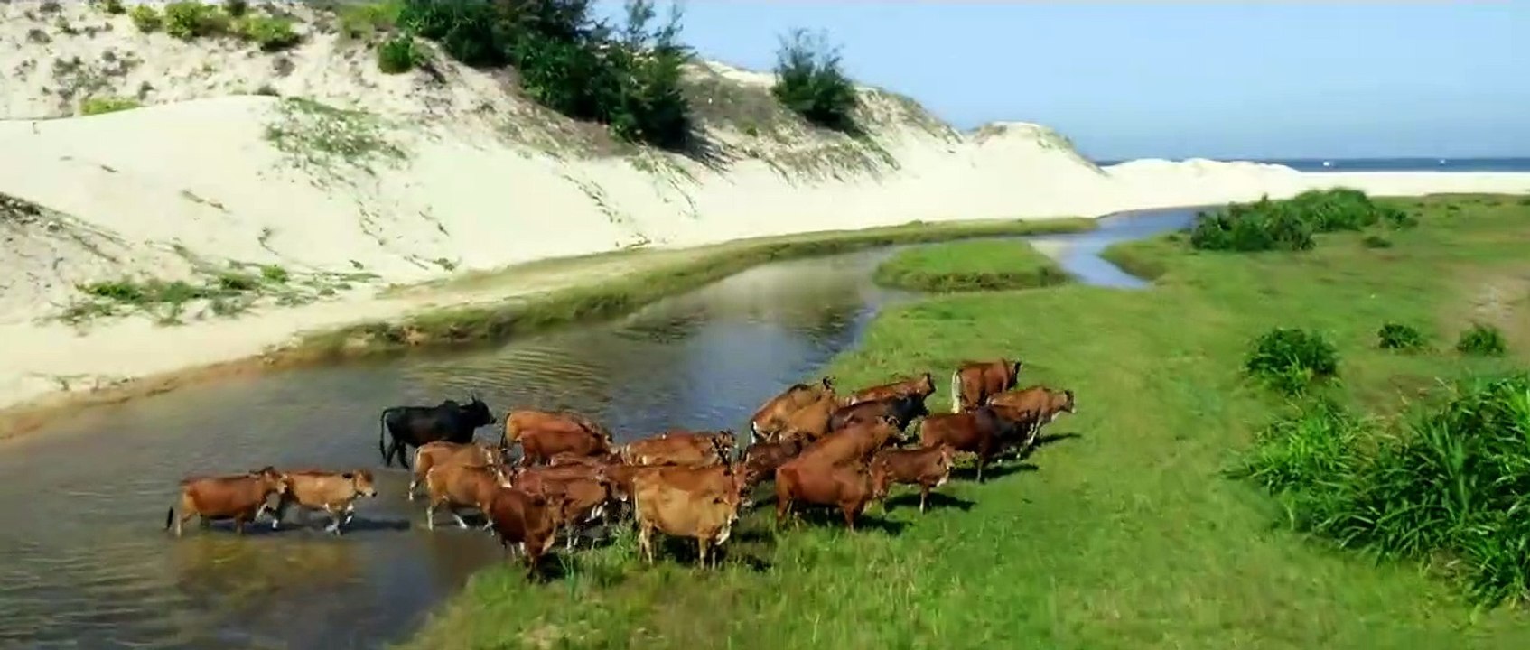 Tôi Thấy Hoa Vàng Trên Cỏ Xanh - Official Trailer