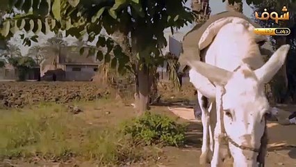 الكبير اوي مقاطع متنوعة - El Kabeer Awy - هدية بتجسس على طوماس 