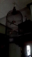 Voice bird - our family pet