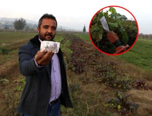 Tarladan ürün aldı, parasını sulama borusuna sıkıştırıp gitti