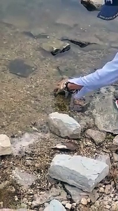 Il réanime un poisson en bouche à bouche