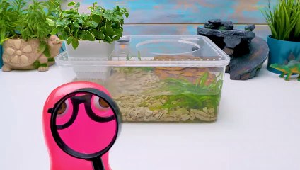 Comment Construire de Jolies Maisonnettes Pour Hamster, Araignée Ou Tortue