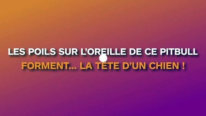 Les poils sur l'oreille de ce pitbull forment... la tête d'un chien !