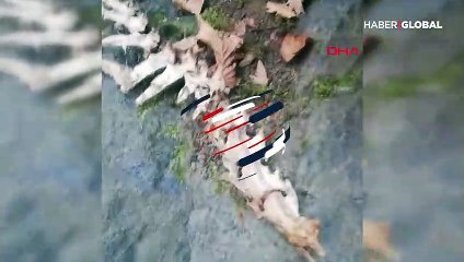 Trabzon'da 1,5 metre uzunluğunda 2 ayaklı hayvan iskeleti bulundu