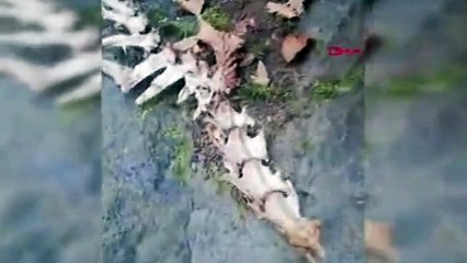 Trabzon'da bulunan 2 ayaklı hayvan iskeleti şaşırttı