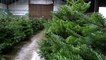 The South Yorkshire Christmas Tree Farm that supplies 15,000 trees each year