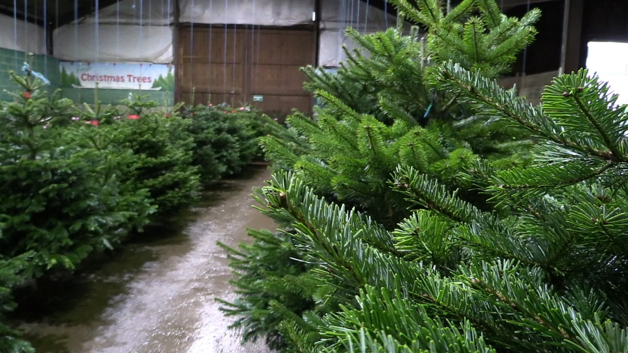 The South Yorkshire Christmas Tree Farm that supplies 15,000 trees each year