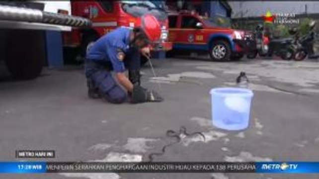 Petugas Damkar Jakbar Tangkap 18 Anak Kobra