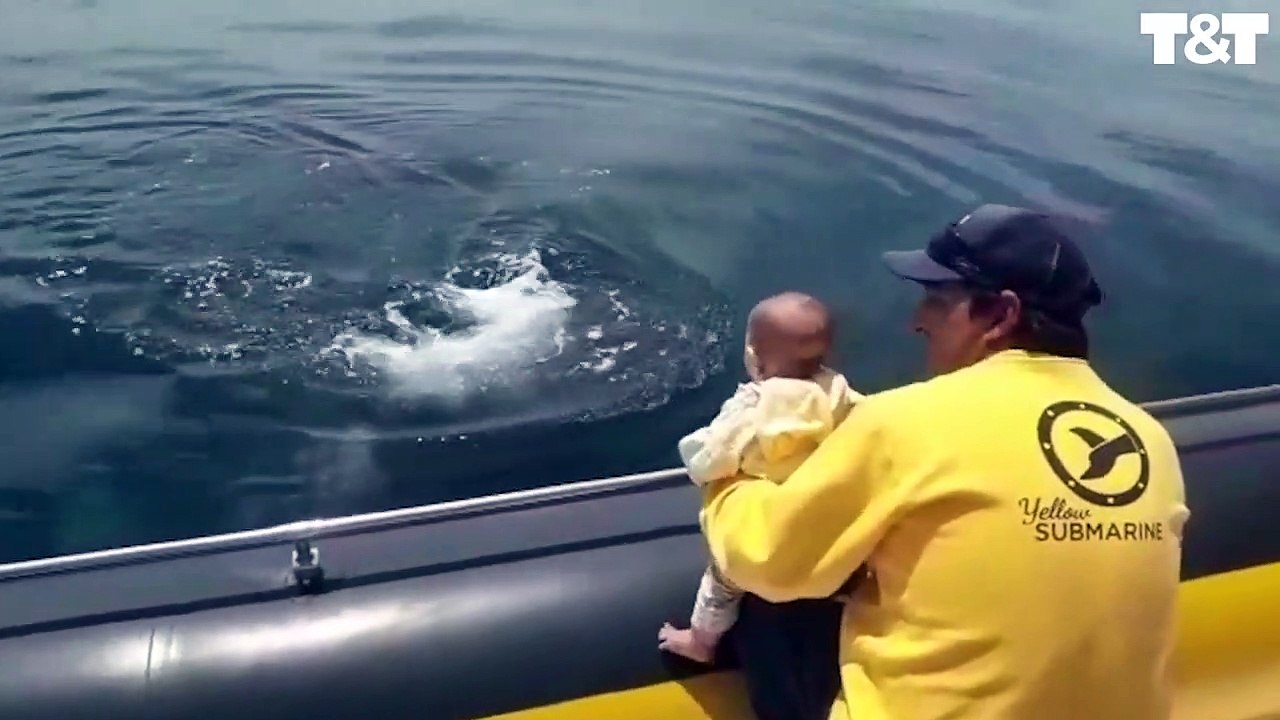 Baleine qui joue à cache-cache