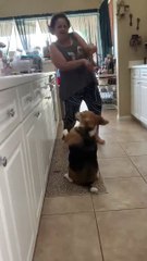 Un chien danse sur du Reggaeton