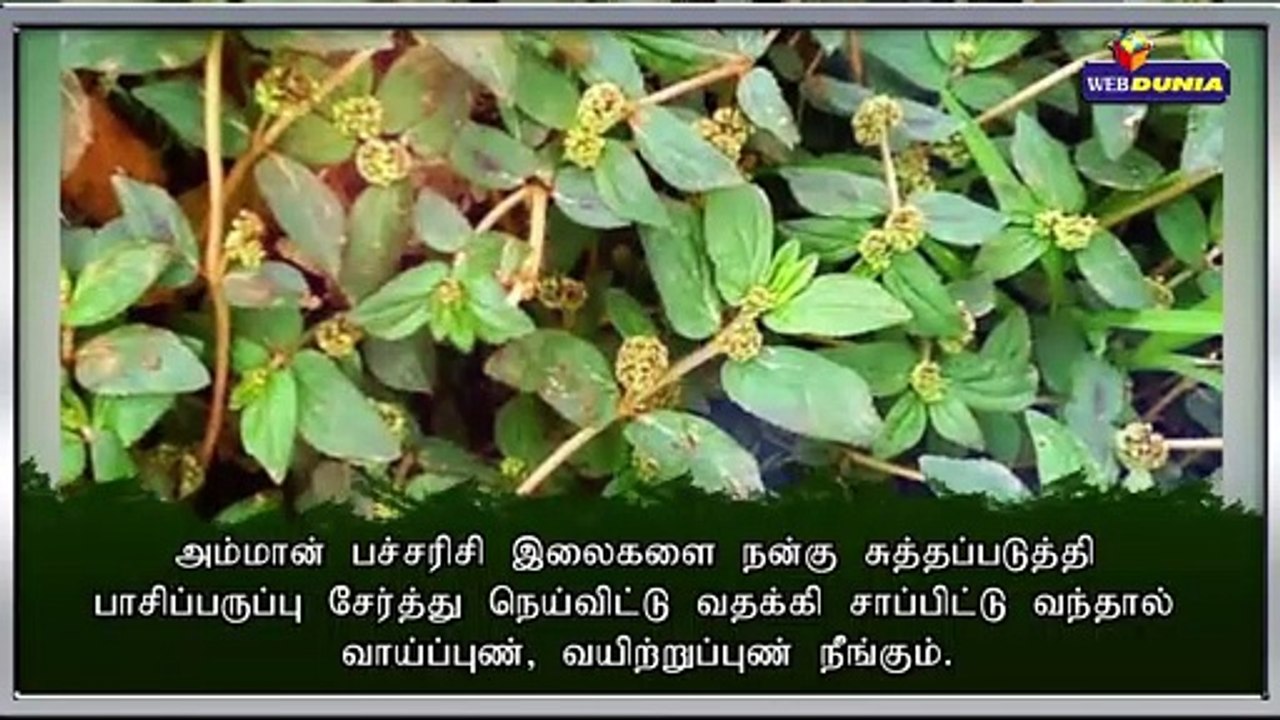 அம்மான் பச்சரிசி இலையின் பயன்கள்!!