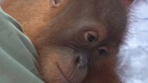 Bonbón, el orangután hallado en una maleta en Bali, regresa a su isla natal