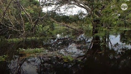 La déforestation de l'Amazonie a doublé en un an