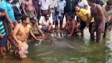 Massive 300-kilogram stingray caught and released by fishermen in eastern India