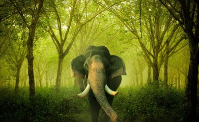 El elefante tiene hambre y decide 'descapotar' el coche y comerse la merienda de los turistas