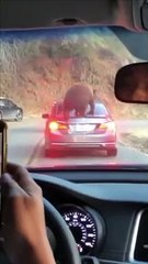 Curious Bear Climbs on Stationary Car