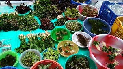 Aquarium Live plants for  Decoration || Kolkata Galiff Street Pet Market