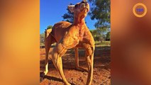 Les kangourous musclés attaquent des villageois en Australie