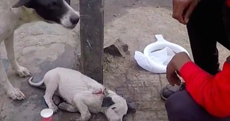 Hope For Paws sauve un pit bull à l’aide d’un bulldozer