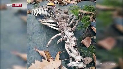 Trabzon'da su samuru iskeleti bulundu