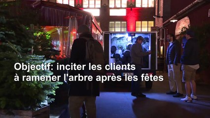 À Berlin, on peut louer des sapins de Noël