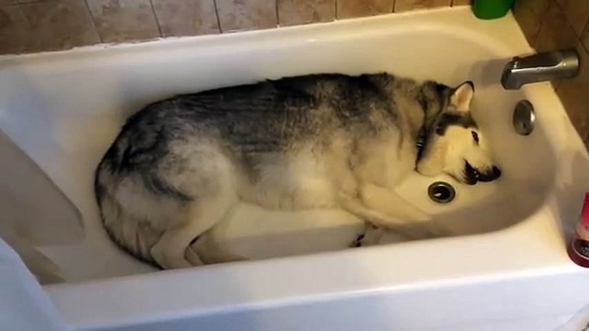 La sua padrona non riempie la vasca: la reazione dell’husky è bellissima
