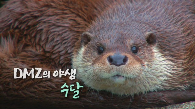 [DMZ의 야생] 수달 / YTN