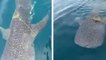 Un requin-baleine s'approche d'un bateau de pêcheurs pour demander de l'aide