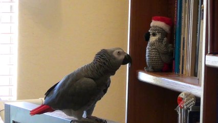 Talking parrot chats to the Elf on the Shelf