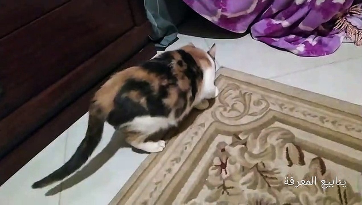 Mon chat joue avec moi avec intelligence