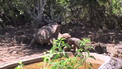 Preserving Lonesome George Short Doc