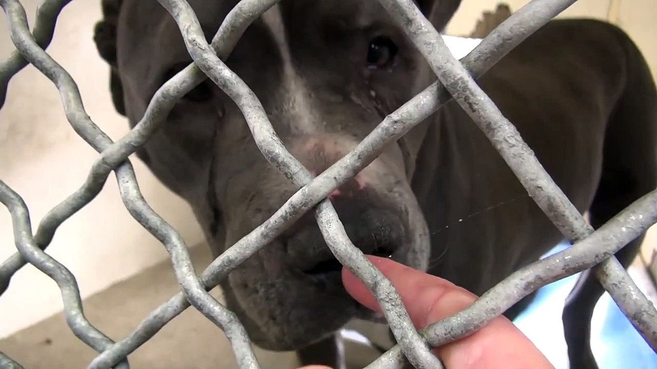 Ce chien verse une larme quand il réalise que ses maîtres viennent de l'abandonner